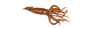 Squid PNG-47185